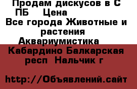 Продам дискусов в С-ПБ. › Цена ­ 3500-4500 - Все города Животные и растения » Аквариумистика   . Кабардино-Балкарская респ.,Нальчик г.